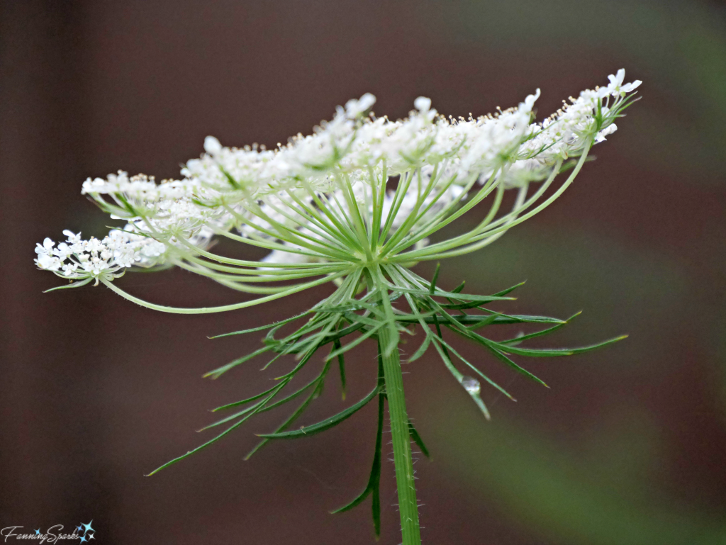 Side View of Queen Anne's Lace. @FanningSparks