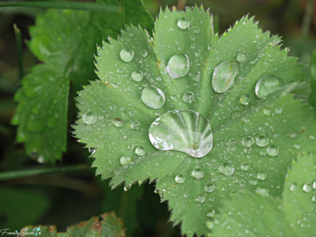 Raindrops on Lady's Mantle Leaf. @FanningSparks