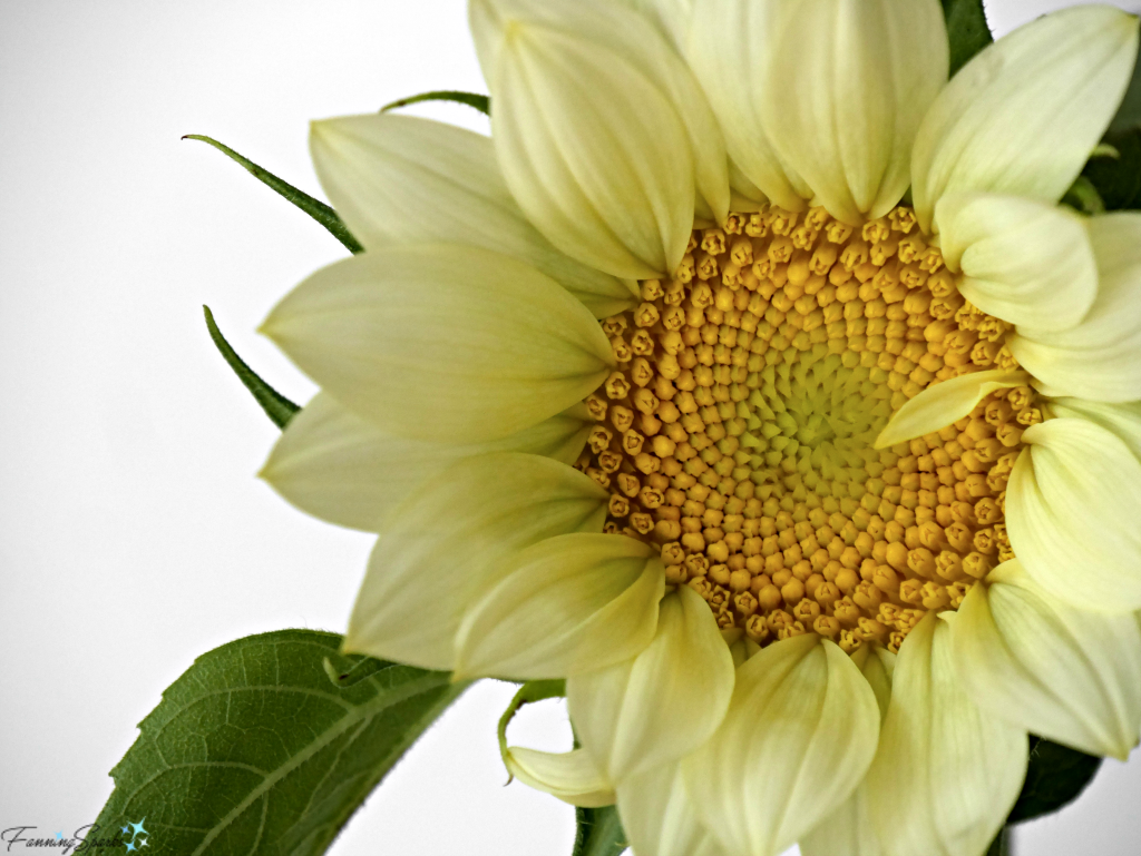 Closeup of Soft Yellow Sunflower. @FanningSparks