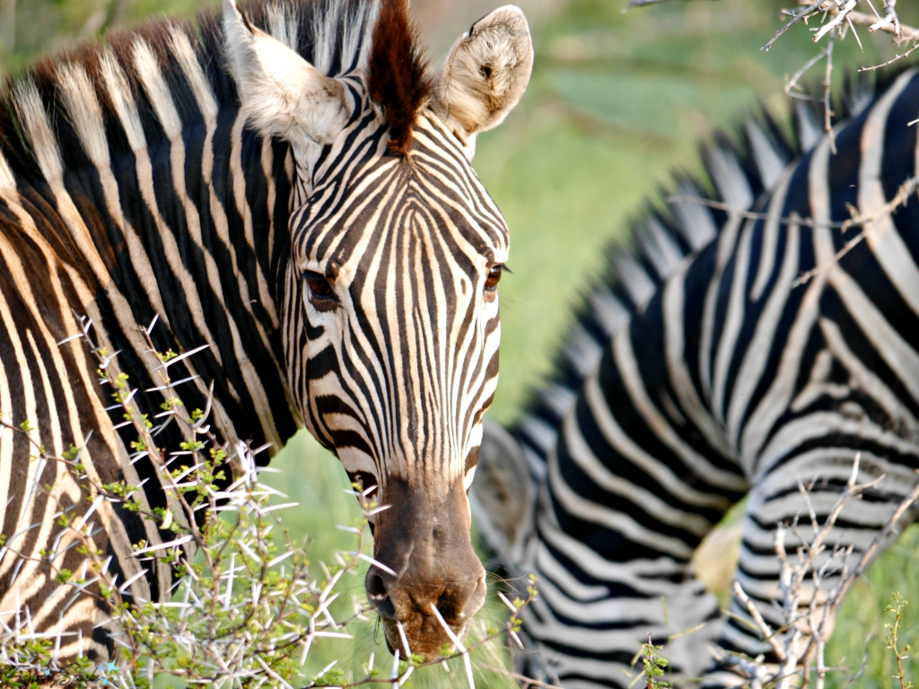 Distinctive Zebra Checks Us Out. Sighted during African Safari. @FanningSparks