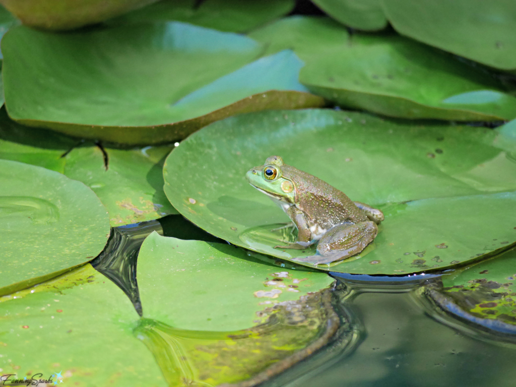 Frog on Lily Pad at Gibbs Gardens in Georgia. @FanningSparks