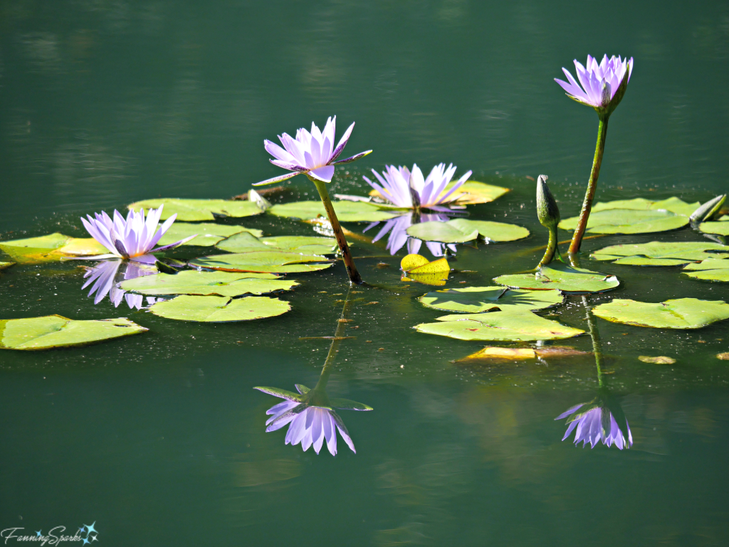 Group of Purple Waterlilies at Gibbs Gardens in Georgia. @FanningSparks