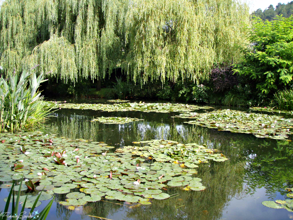 Waterlily Ponds in Claude Monet's Garden in Giverny France. @FanningSparks