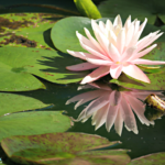 Pink Waterlily Reflected in Pond at Gibbs Gardens in Georgia. @FanningSparks