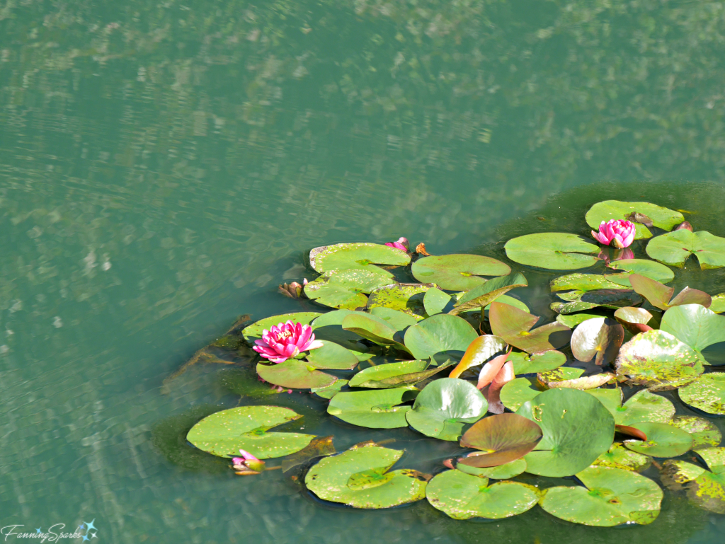 Red Waterlilies on Turquoise Water at Gibbs Gardens in Georgia. @FanningSparks