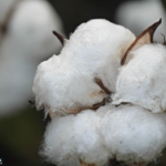 Ripe Cotton Boll in Morning Dew. @FanningSparks