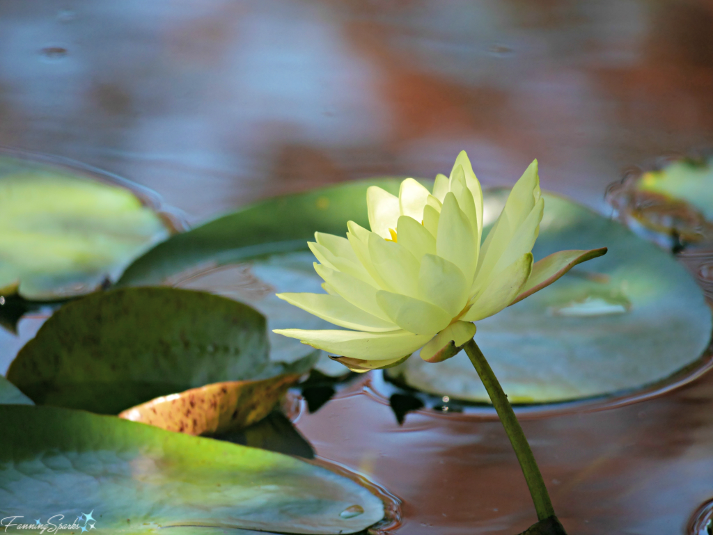 Yellow Waterlily Catches Sunlight at Gibbs Gardens in Georgia. @FanningSparks