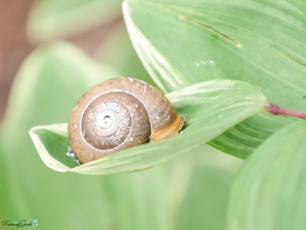 Snail Balanced on a Leaf. @FanningSparks