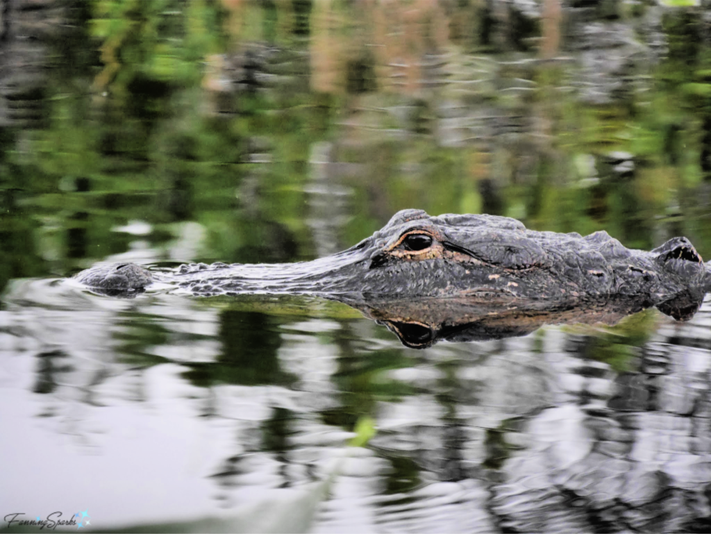 Alligator Photographed in the Florida Everglades has Knobby Texture.   @FanningSparks