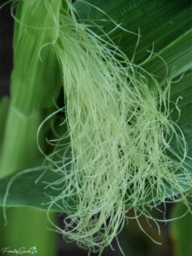 Garden Corn Tassels have Silky Stringy Texture.   @FanningSparks