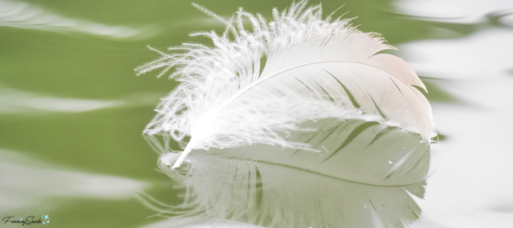 Soft Downy Texture of a Goose Feather. @FanningSparks