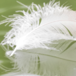 Soft Downy Texture of a Goose Feather. @FanningSparks