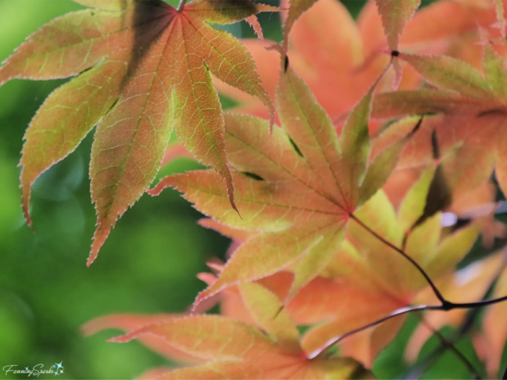 Japanese Maple Leaves have Delicate Veined Texture.   @FanningSparks