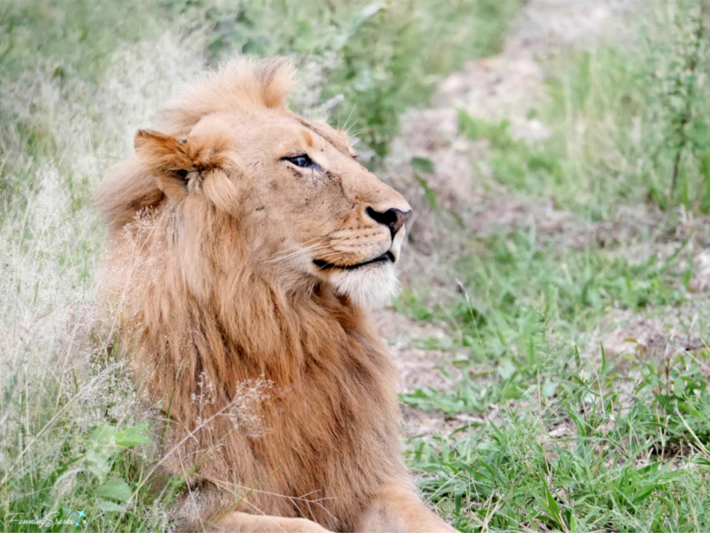 Magnificent Lion photographed on safari in South Africa.   @FanningSparks 