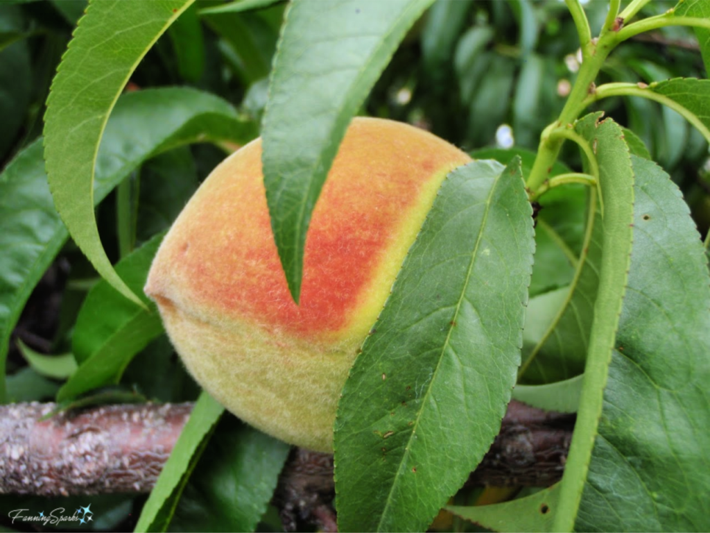 Georgia Peach has Fuzzy Soft Texture.   @FanningSparks