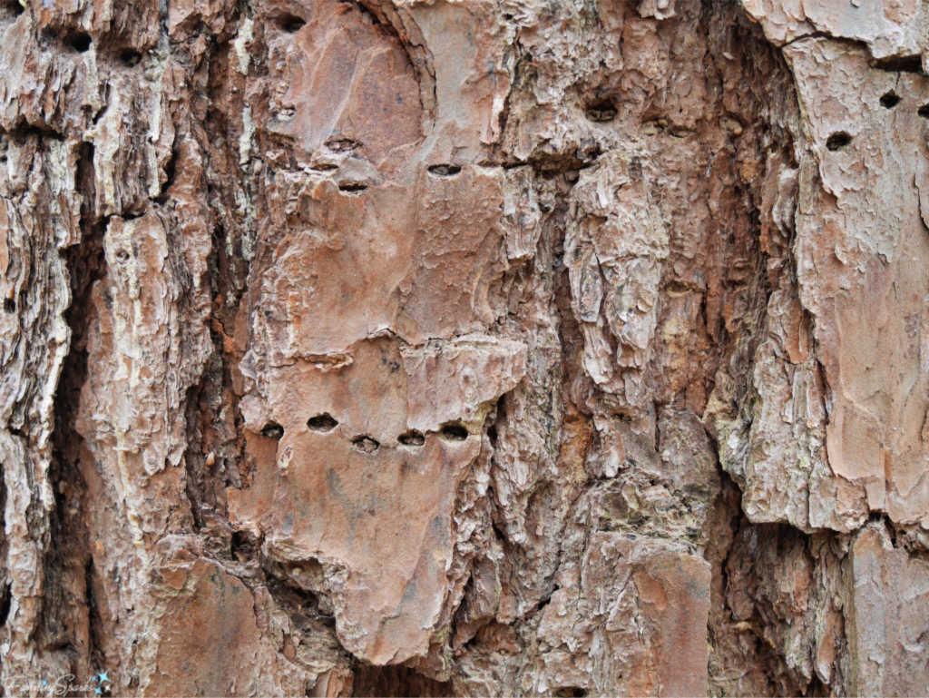 Pine Bark has Rough Varied Texture.   @FanningSparks