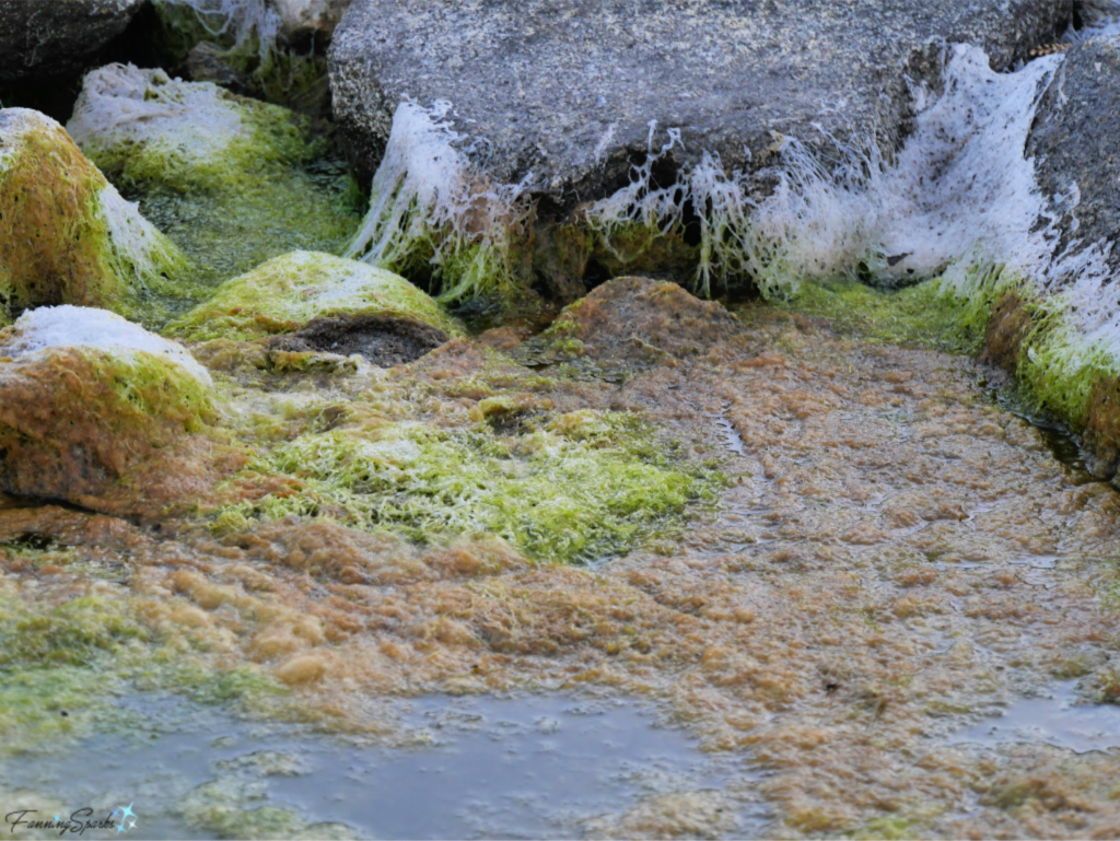 Pond Scum Photographed at Peggy's Cove has Slimy Texture.   @FanningSparks