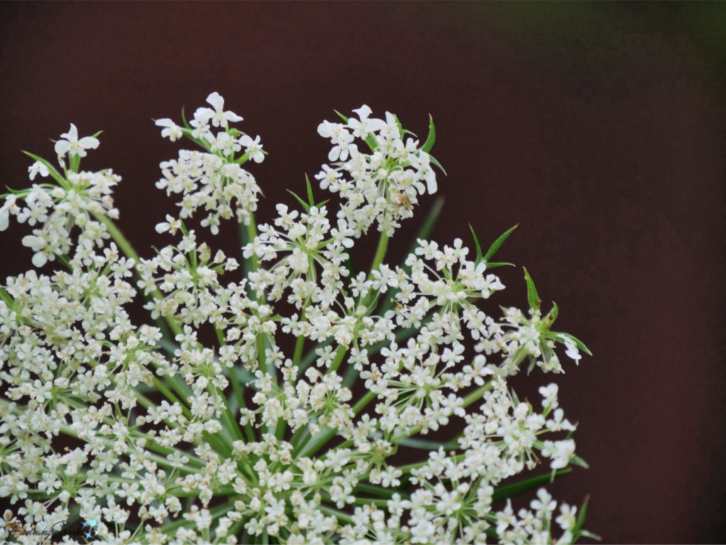 Queen Anne's Lace Flower Head has Light Bouncy Texture.   @FanningSparks