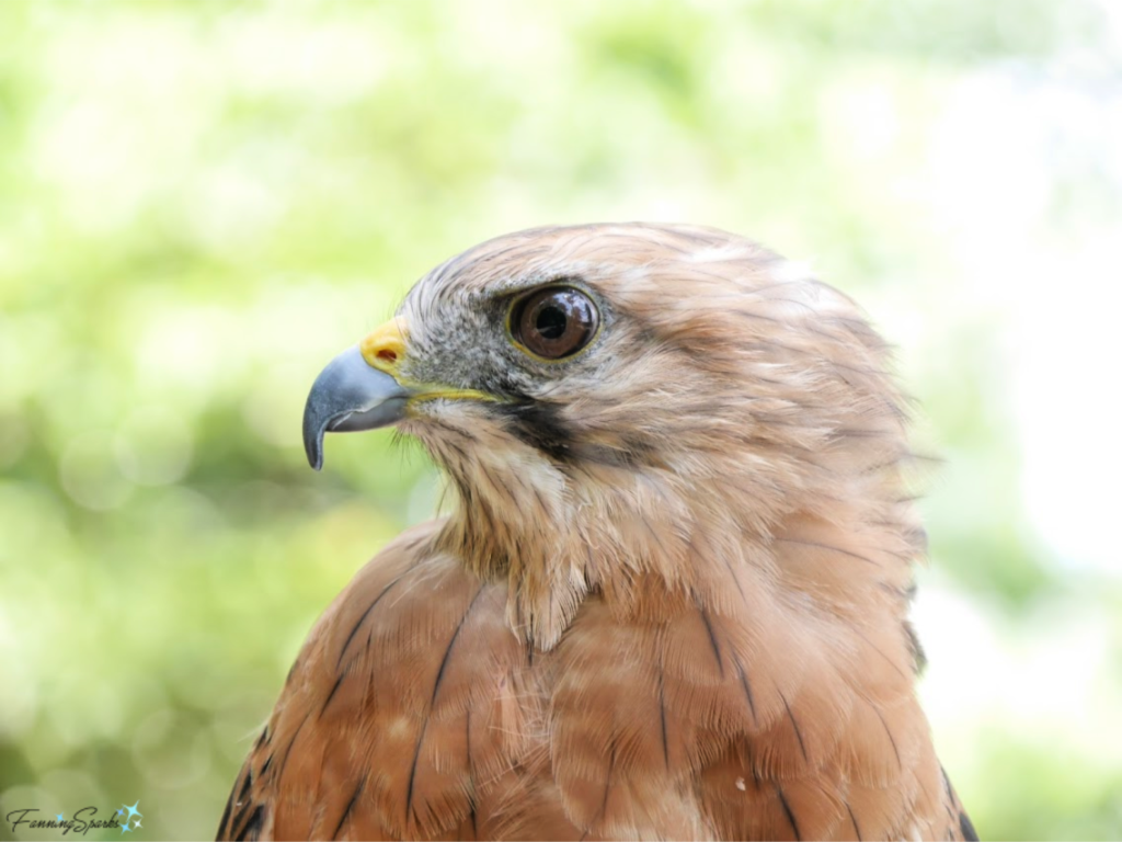 Red-tailed Hawk photographed at Callaway Gardens in Pine Mountain, Georgia has Layered Feathery Texture.   @FanningSparks