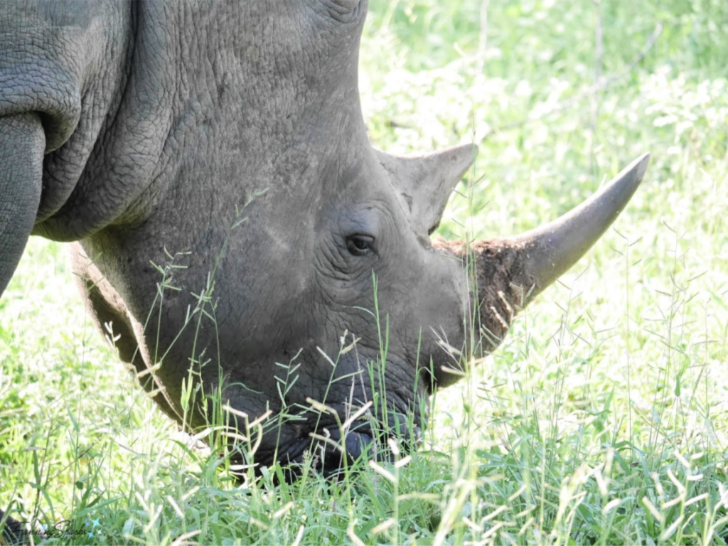 Awesome Rhino Photographed on Safari in South Africa has Leathery Texture.   @FanningSparks