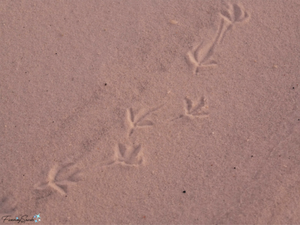 Beach Sand with Bird Tracks has Gritty Texture.   @FanningSparks