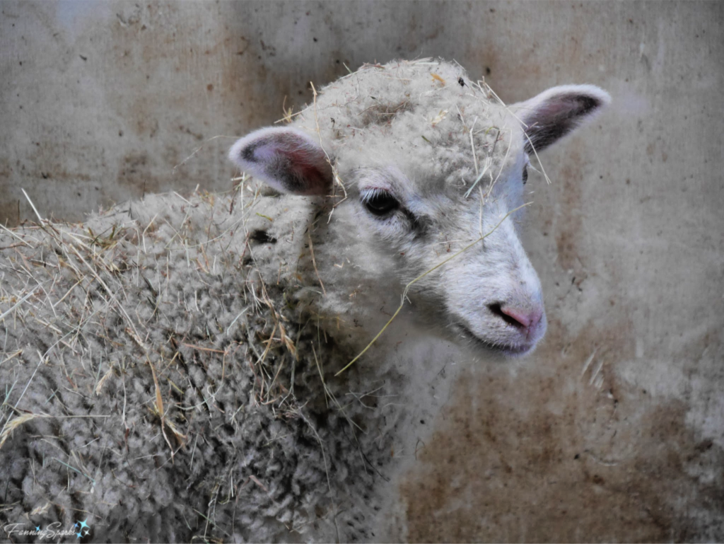 Dorset Lamb Photographed at Lismore Sheep Farm in River John, Nova Scotia has Woolly Texture.   @FanningSparks