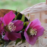 Hellebore Blossoms in my Finished Market Basket. @FanningSparks