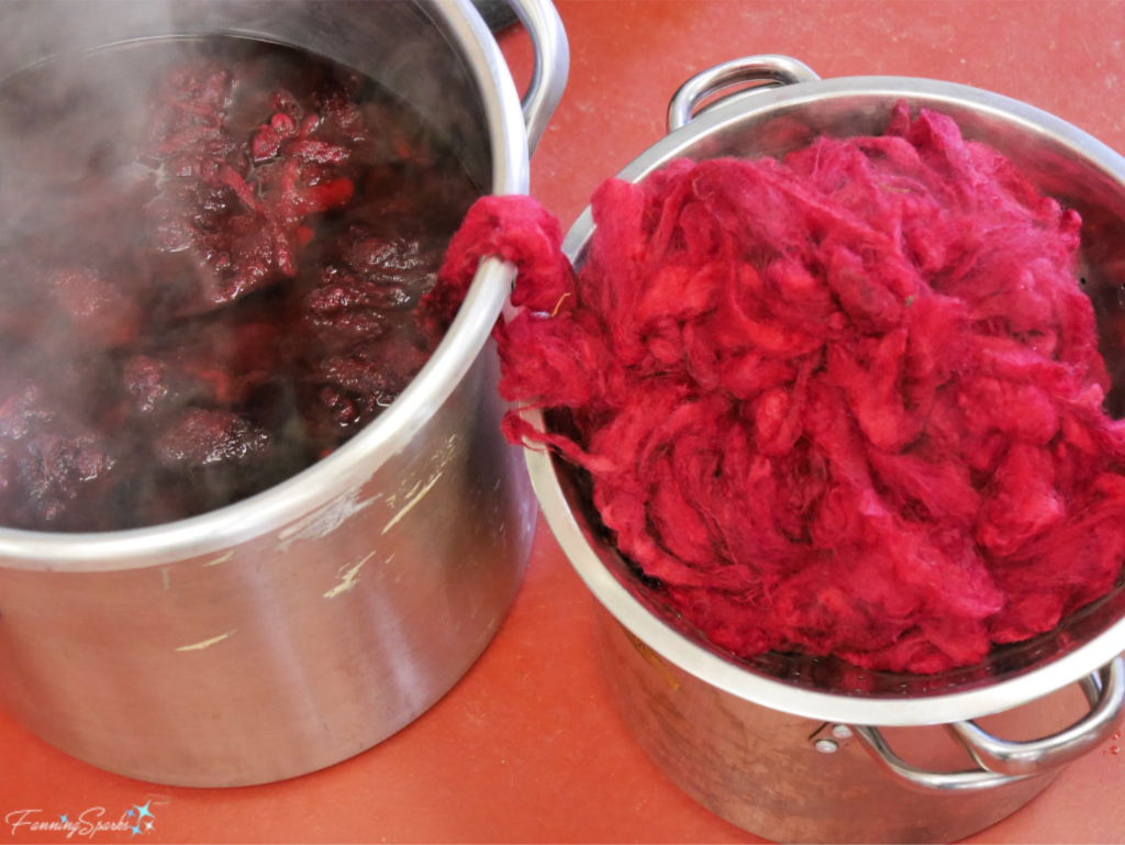 Removing Wool from Cochineal Dye Pot.   @FanningSparks