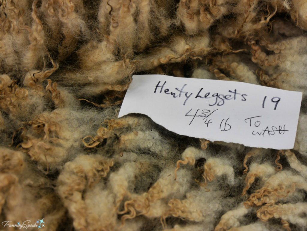 Fleece from Sheep Named Henty Leggets.   @FanningSparks