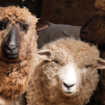 Corriedale and Romney Sheep Checking Out the Camera. @FanningSparks