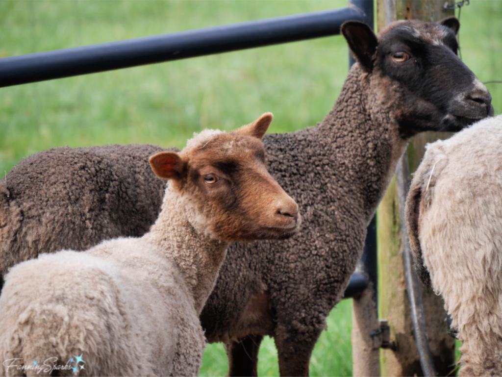 Shetland Sheep Recently Sheared.   @FanningSparks