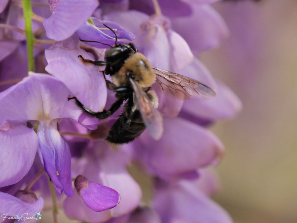 Bumble Bee on Wisteria.   @FanningSparks
