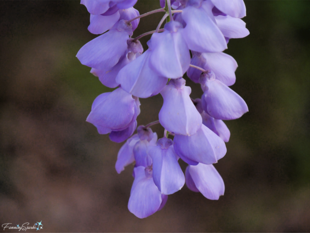 Closeup of Lovely Wisteria Raceme.   @FanningSparks