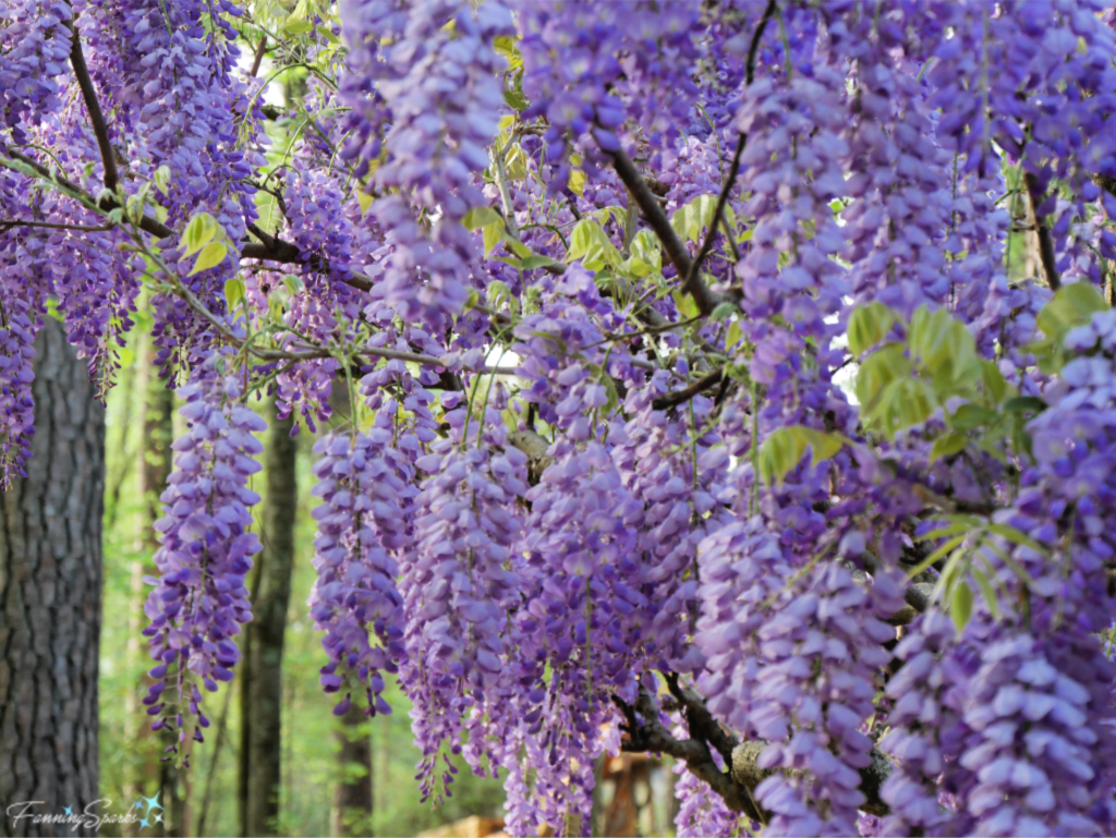 A Curtain of Purple Wisteria Blossoms.   @FanningSparks