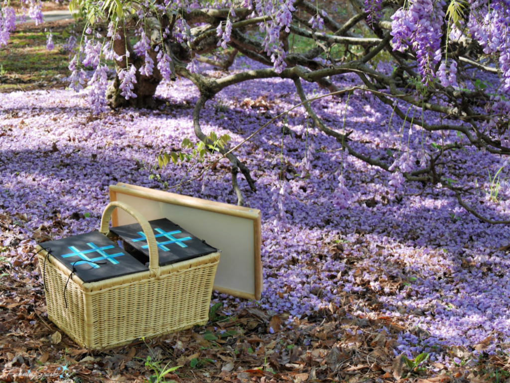 Setting Up a Picnic Under the Wisteria.   @FanningSparks