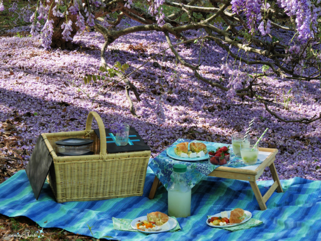 Pretty Spring Picnic Under the Wisteria.  @FanningSparks