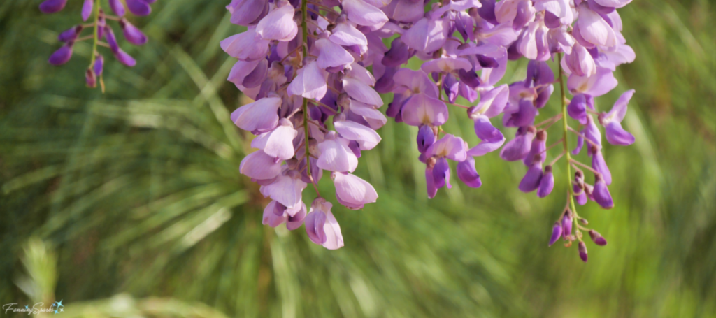 Wisteria Raceme in front of Pine. @FanningSparks