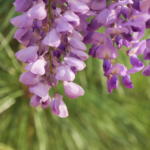 Wisteria Raceme in front of Pine. @FanningSparks