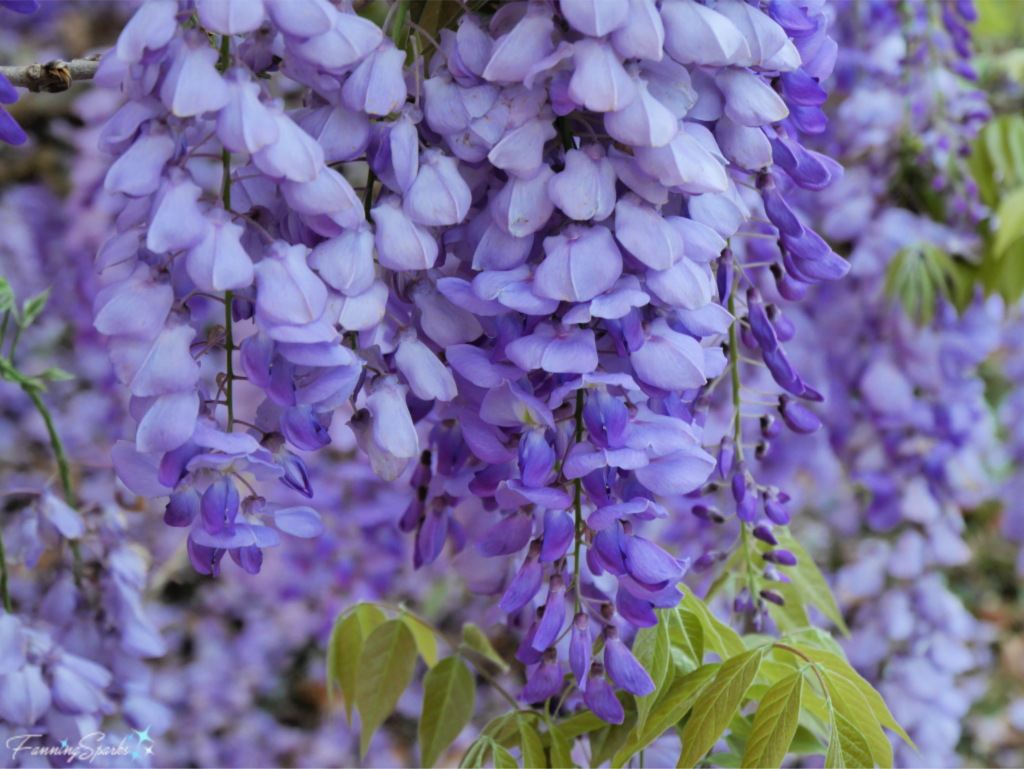 Wisteria Racemes Start Blooming at the Top.   @FanningSparks