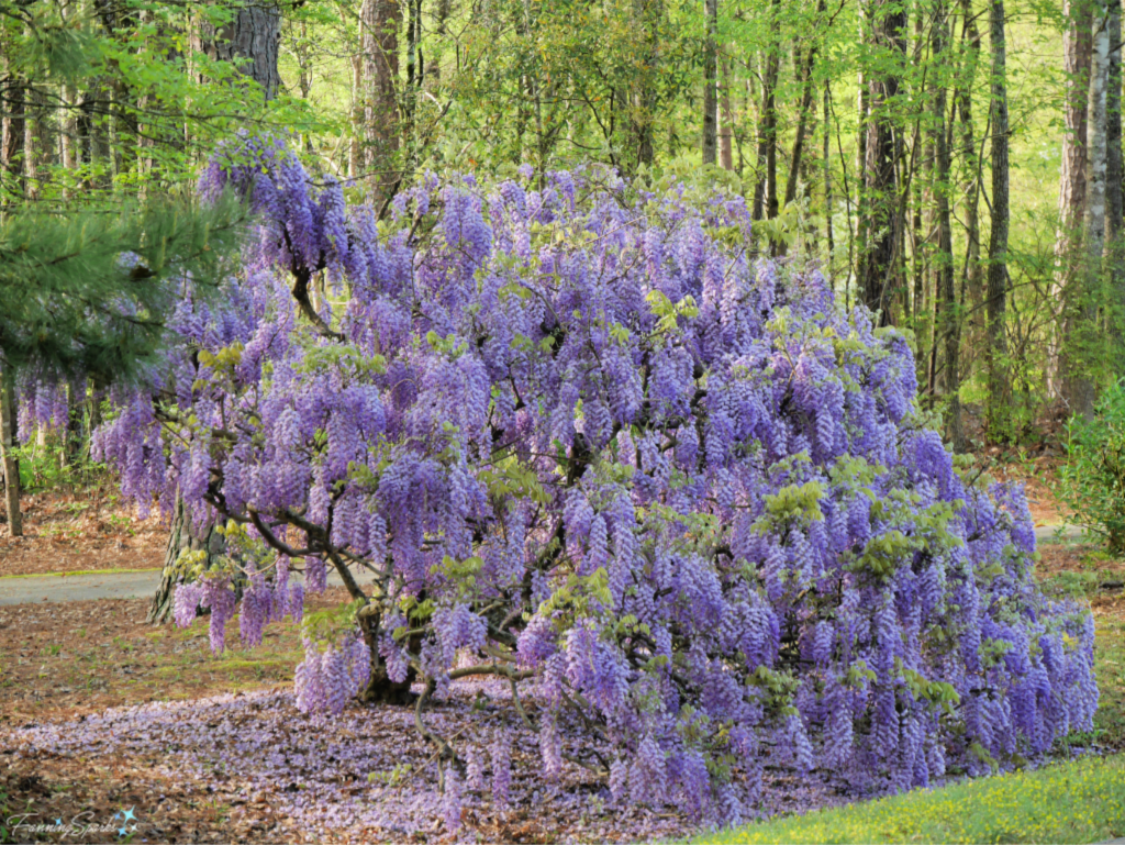 Beautiful Wisteria in Full Bloom.   @FanningSparks