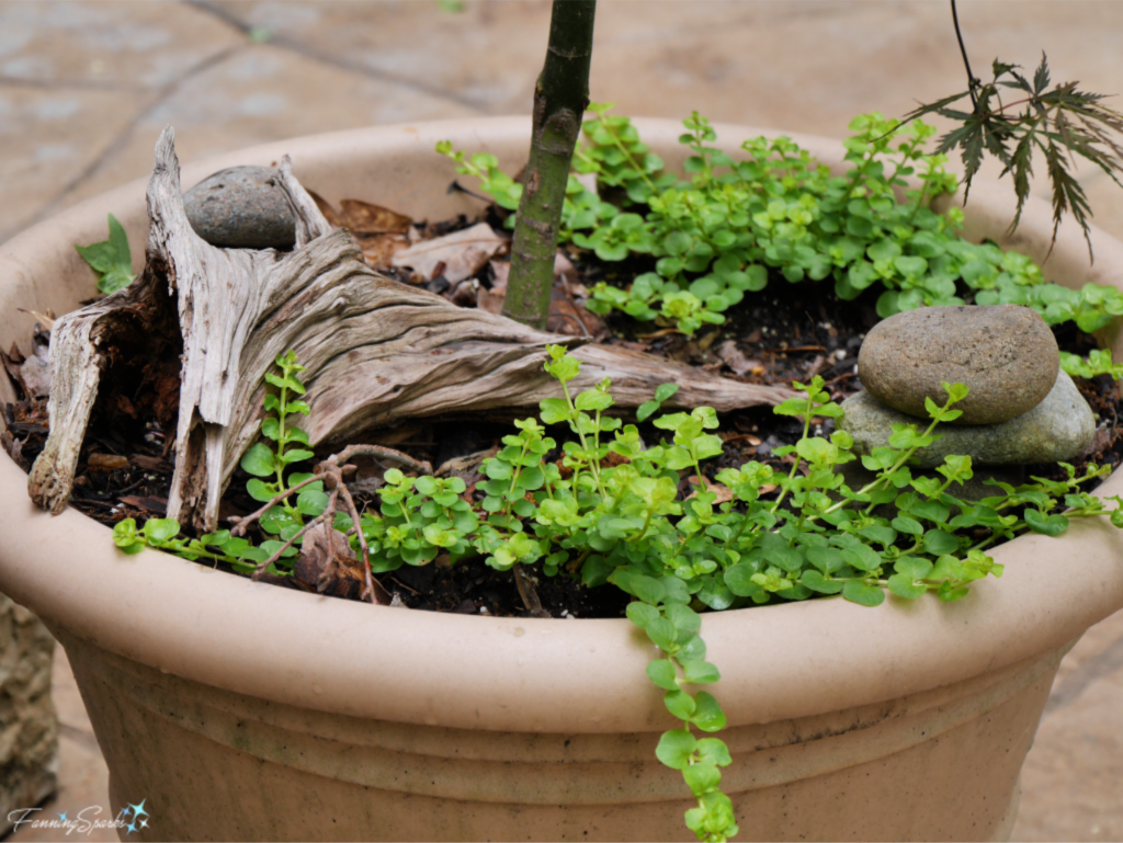 Carey Garden - Dressing Up the Container Soil.   @FanningSparks