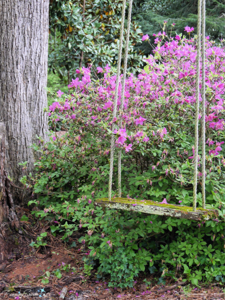 Cavan Garden - Old-Timey Swing Over Azaleas.   @FanningSparks