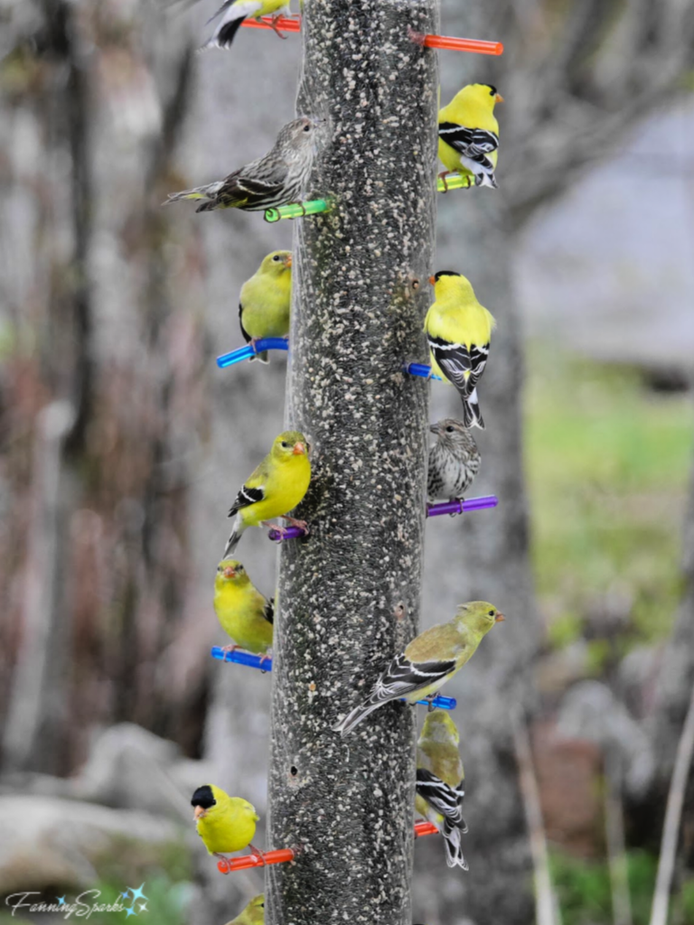 Full House at the Niger Seed Feeder With a Flock of American Goldfinches. @FanningSparks