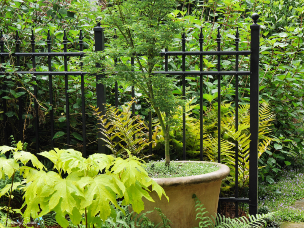 Johnstone Garden - Potted Tree with Ground Cover.   @FanningSparks