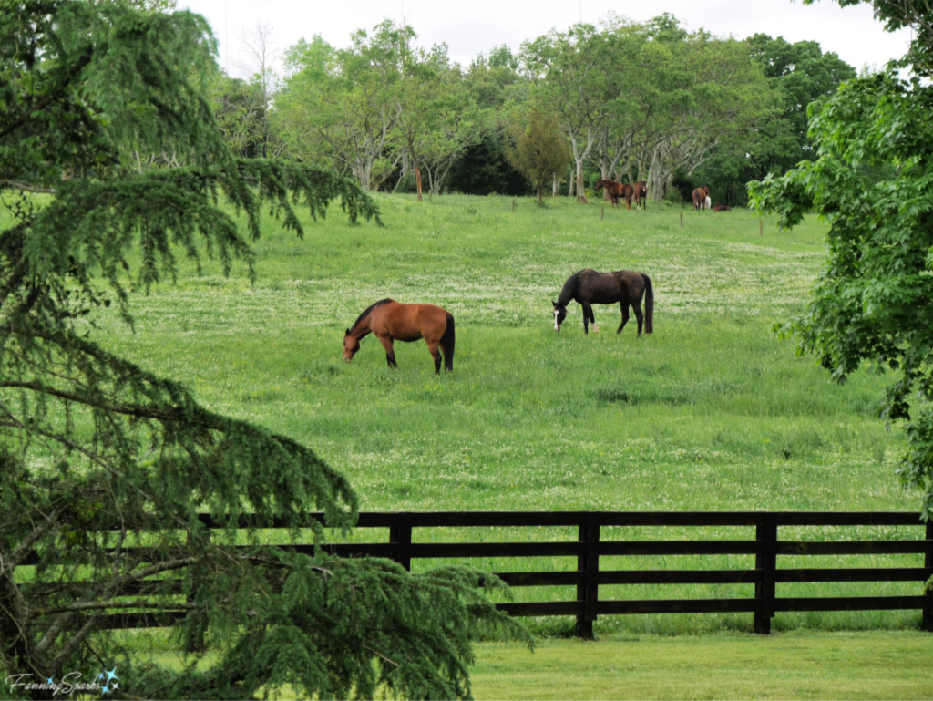 Middendorf Garden - Horse Pastures.   @FanningSparks