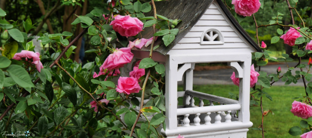 Middendorf Garden - PInk Roses. @FanningSparks