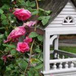 Middendorf Garden - PInk Roses. @FanningSparks