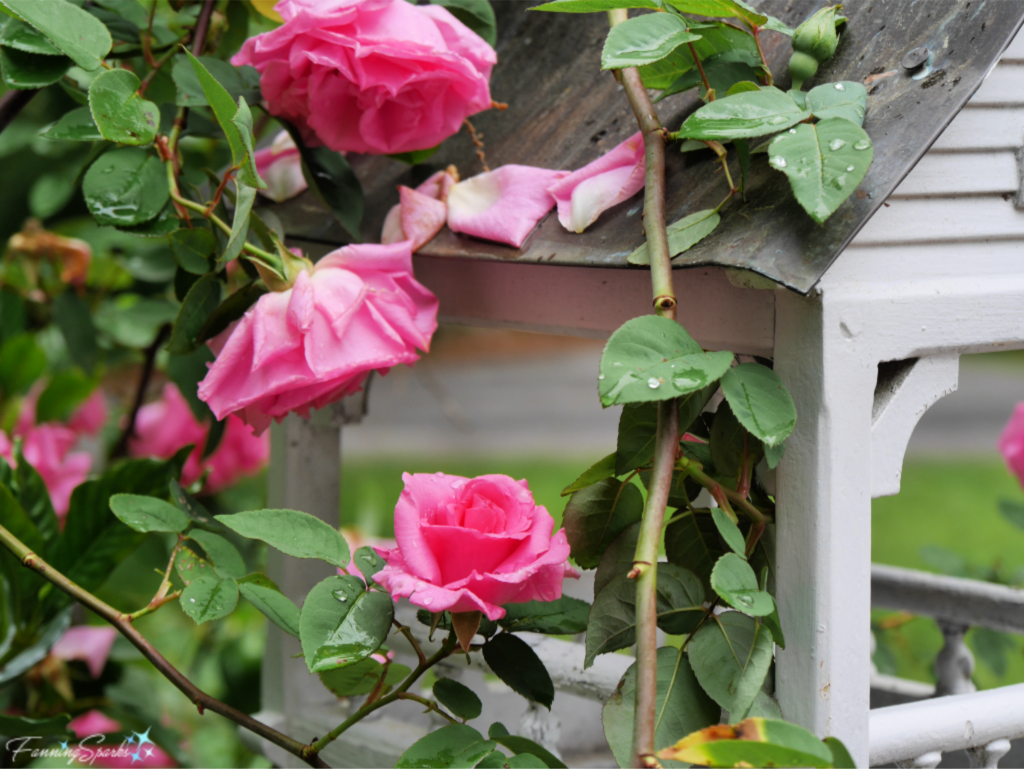 Middendorf Garden - Pink Roses Surround a White Bird Feeder.   @FanningSparks