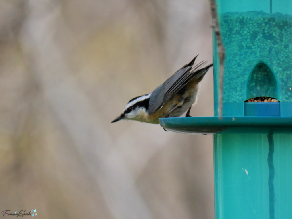 Red-Breasted Nuthatch on a Backyard Feeder. @FanningSparks