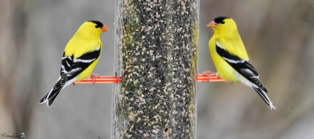 A Pair of American Goldfinches Feast on Niger Seed. @FanningSparks